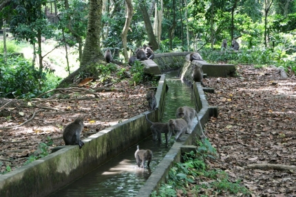 ubud (08)